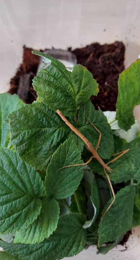 ZWIERZAKI W ODWIEDZINACH U SMERFIKÓW!